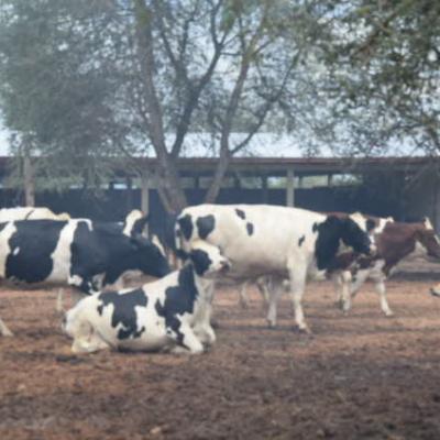 Bdi Burundi Inauguration Ferme Lifewaycompany Bubanza 02 2018 Rtnbbi