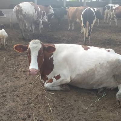 Whatsapp Image 2019 08 29 At 4.14.14 Pm